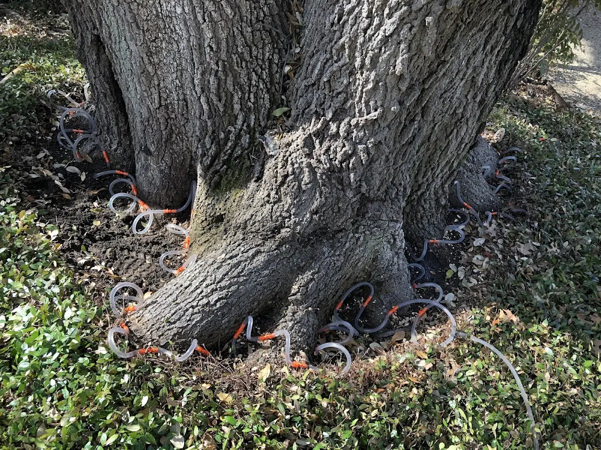 Detailed Tree Cabling and Bracing job site in Severn